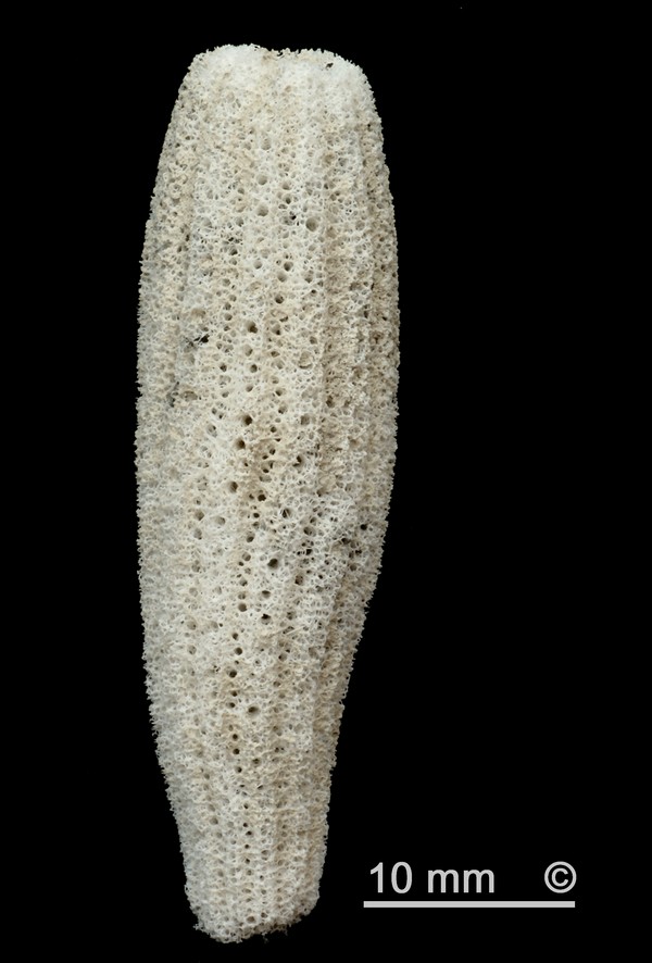 Locality: Alemannia, Höver.
Height: 140 mm