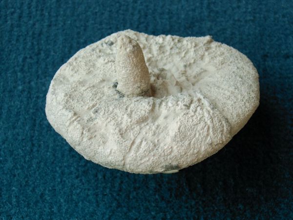 Locality: Teutonia, Misburg
Width: 65 mm
