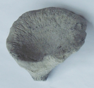 Locality: Teutonia, Misburg
upper side
Width : 75 mm