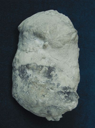 Locality: Teutonia, Misburg
Height : 140 mm