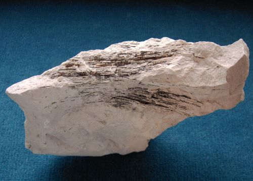 Locality: Teutonia, Misburg
Length: 170 mm