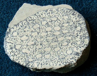 Locality: Teutonia, Misburg. Width: 50 mm.