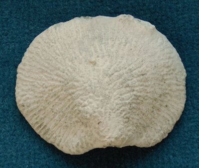 Locality: Teutonia, Misburg
 Size: 70 mm