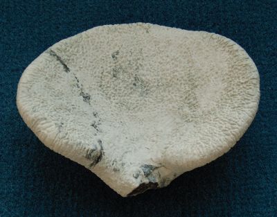 Locality: Teutonia, Misburg
 Size: 90 mm