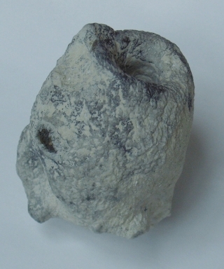 Locality: Teutonia, Misburg
Height: 70 mm