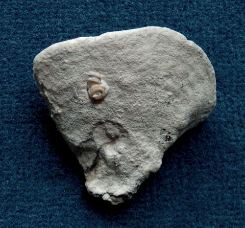 Locality: Teutonia, Misburg. Width: 60 mm